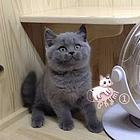 威海自家繁殖纯种大包子脸蓝猫 疫苗齐全包健康