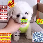 精品泰迪 苹果脸体型多选 颜色可多选 签协议保健康
