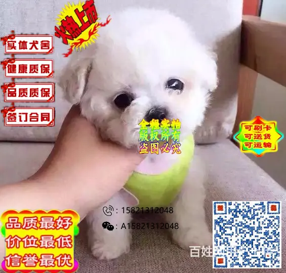 精品泰迪 苹果脸体型多选 颜色可多选 签协议保健康的图片