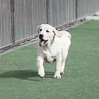 纯种拉布拉多幼犬价格 拉布拉多图片 黑黄白拉布拉多