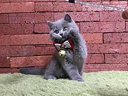 荆州靠谱的卖蓝猫的商家 蓝猫一只价位