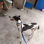 狗狗