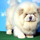 青岛本地哪里出售肉嘴松狮犬 松狮狗多少钱