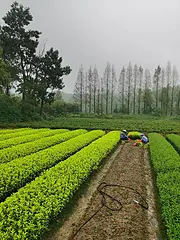 茶苗起拔 黄金叶茶苗 自产自销 保质保量