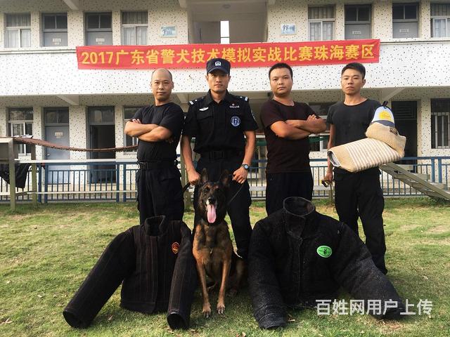 江门哪里有训犬学校训狗学校