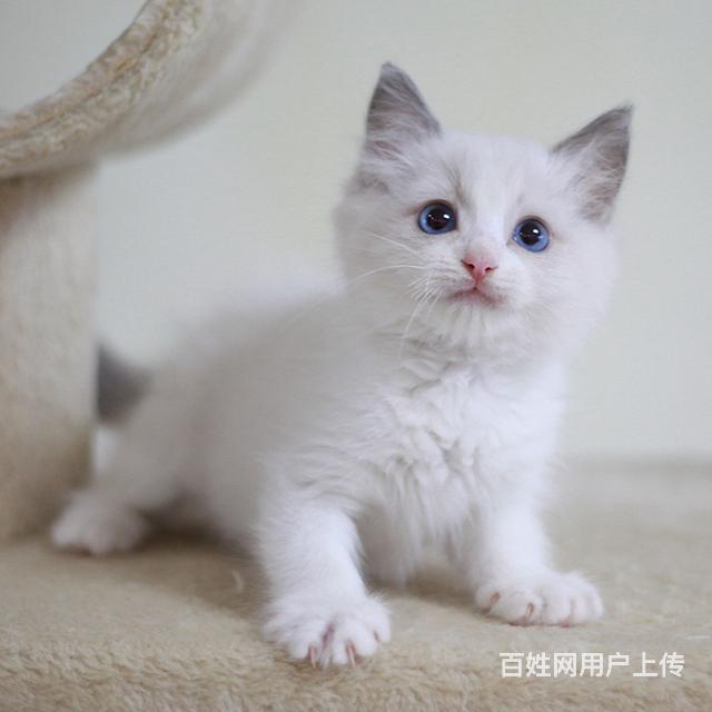 岳阳哪里有卖纯种布偶猫的猫场基地，本地布偶猫价格的图片