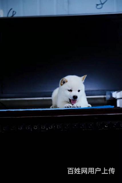 黔南正规柴犬幼犬专业繁殖优质柴犬的图片
