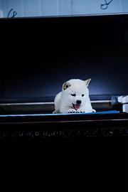 通辽纯种柴犬多少钱一只活泼聪明健康《优莱柴犬犬舍》