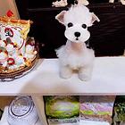 纯种雪纳瑞幼犬出售 公母都有 可上门挑选
