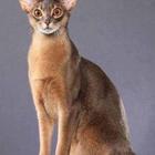 青海果洛纯种索马里猫全国包邮