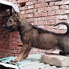 昆明犬狼青品系