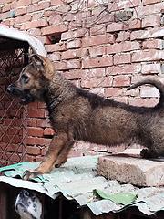 昆明犬狼青品系