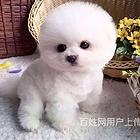 鹤岗支持上门看博美宠物店