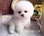 唐山博美繁殖场博美犬舍联系方式