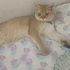 金渐层转让
