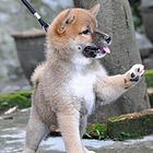 巴彦淖尔哪里有卖双血的柴犬 血统柴犬多少钱一只