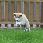 赛级秋田 纯种日系秋田犬公母全有疫苗驱虫已做可选