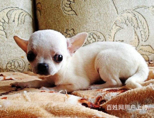 家养一窝吉娃娃便宜出售了 喜欢的来家里看狗的图片