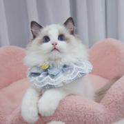 哪里有卖双色布偶猫的多少钱 布偶猫好养吗