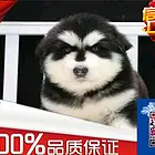 盐城纯种阿拉斯加犬出售 终身质保 质量三包 签协议