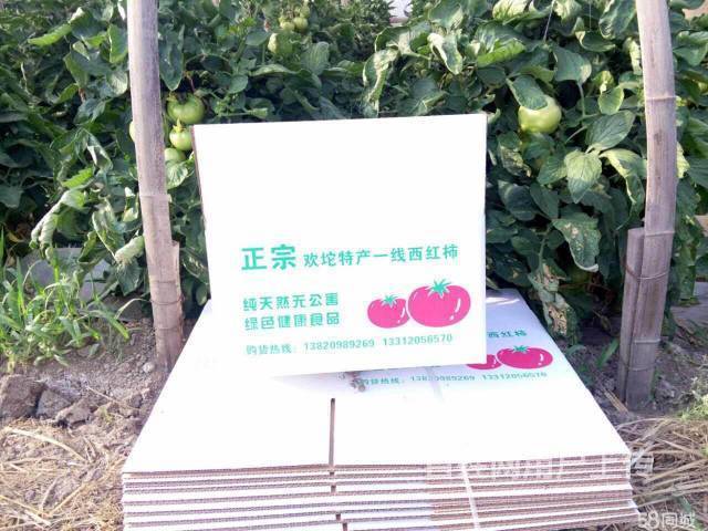 天津欢坨 一线西红柿 酸甜可口 堪比水果 可采摘