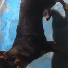 自家养的