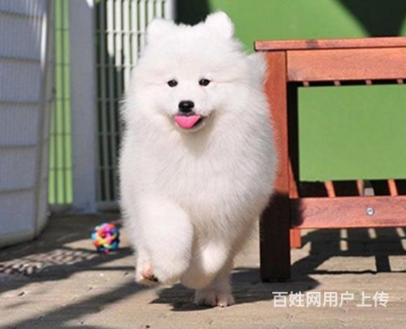 沈阳哪里有卖萨摩耶 萨摩耶哪家靠谱的图片