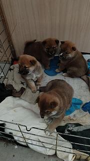 自家养小柴犬