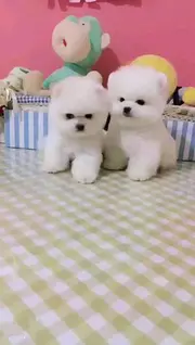 哈多利球球博美,健康可保证,可上门来挑选