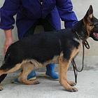 鹤岗冠军直子双血统德国牧羊犬健康保障60天可签协议