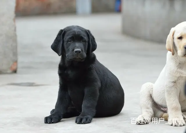 超好头版 超好体型 超好骨量精品拉布拉多犬出售的图片