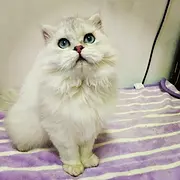 长毛小公