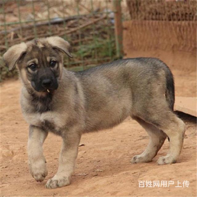 纯种狼青犬两三个月的多少钱一只狼青犬价格狼青图片