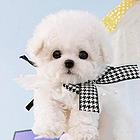 小体比熊幼犬 比熊犬舍 赛级比熊、健康纯种