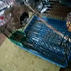 十姐妹出售