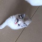 纯种布偶猫，价格可以商量