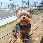 【货到付款犬舍】茂名纯种约克夏多少  约克夏好养吗