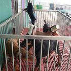 嘉兴哪里可以买到精品杜宾犬 杜宾连锁店