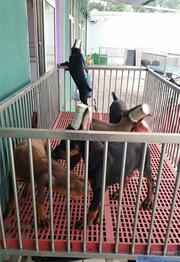 玉林犬舍卖杜宾。杜宾一般什么价位