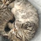 无偿免费领养猫咪