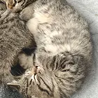 无偿免费领养猫咪
