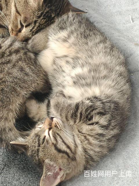 无偿免费领养猫咪的图片