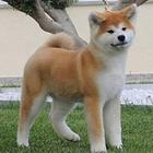 赛级秋田幼犬、日系秋田、美系秋田，质量三包