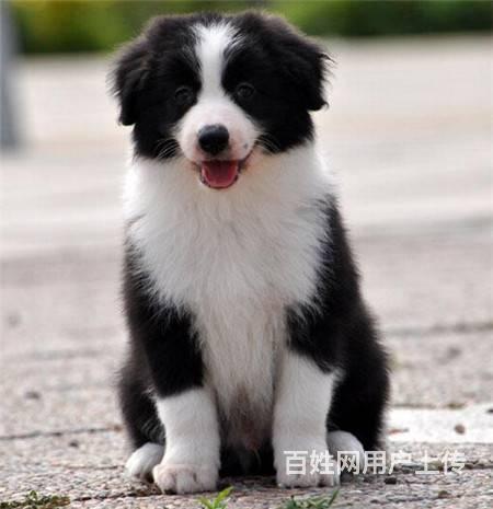纯种边牧 边境牧羊犬舍 打完疫苗证书齐全 传奇犬舍的图片