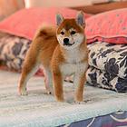 郴州哪里有高品质纯种柴犬幼犬出售 自家犬舍繁育 购