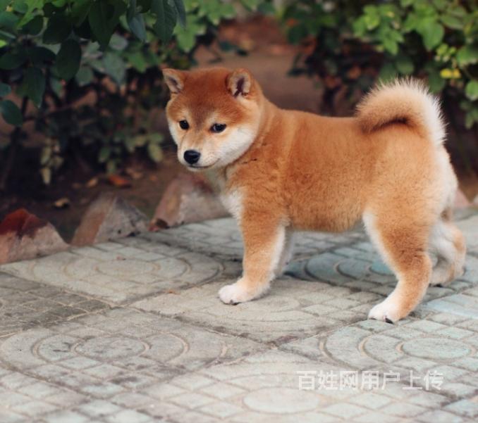 北京市柴犬出售 纯种日本柴犬 赤色小柴