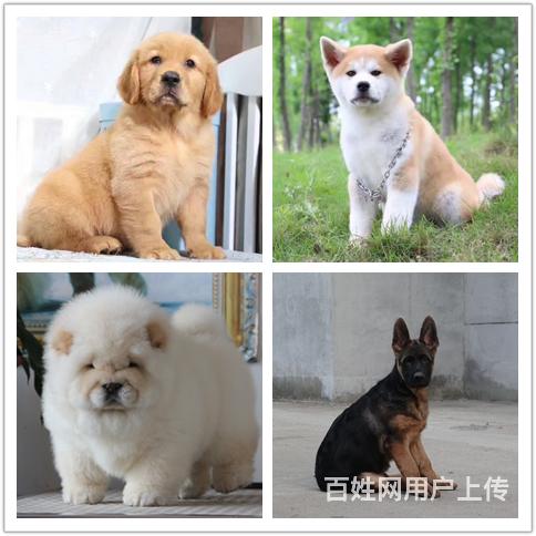 黔西南狗场卖狗的联系方式的图片