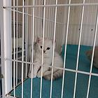 建成大猫甩