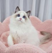 哪里有卖双色布偶猫的 十年经营 中国人不骗中国人