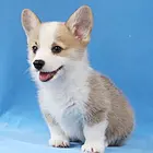 哪里有卖柯基的  柯基犬去哪里买 柯基犬的价格